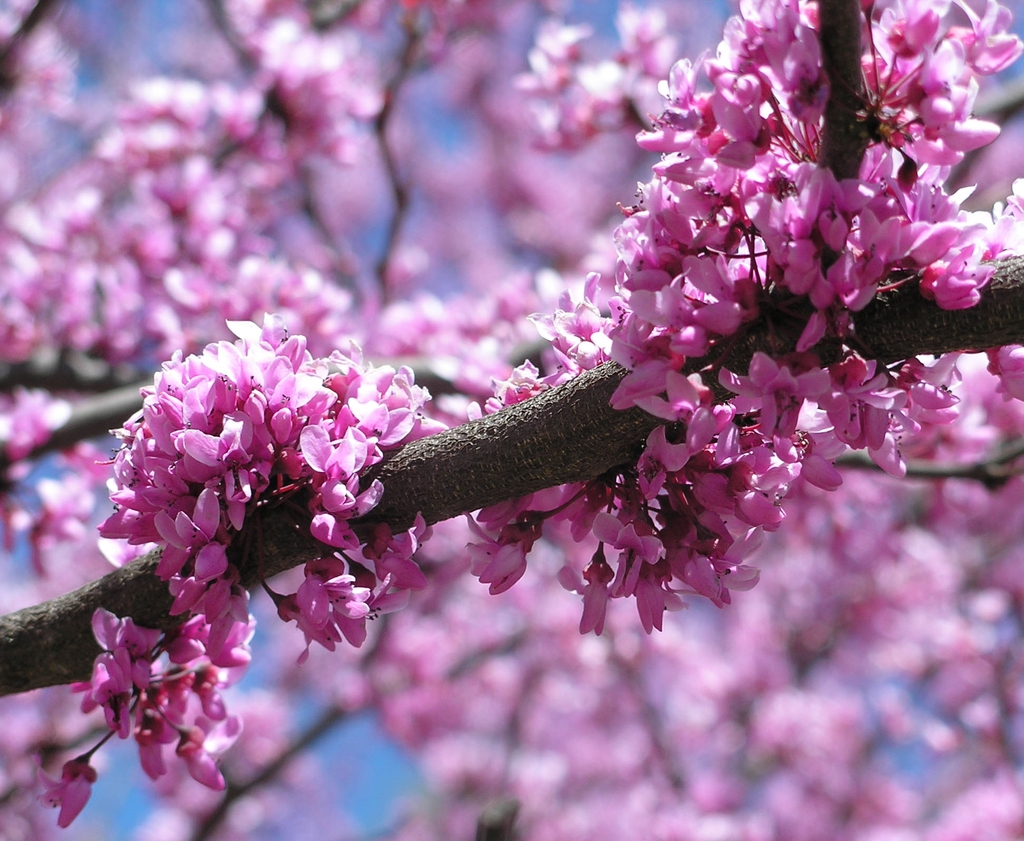 pink, pea-shaped flowers