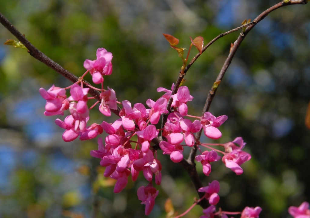 Deep pink flowers