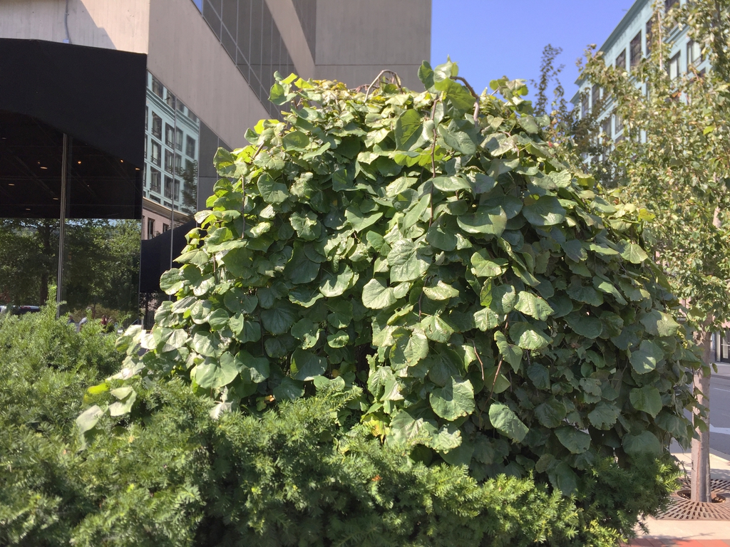 Small tree with weeping form.