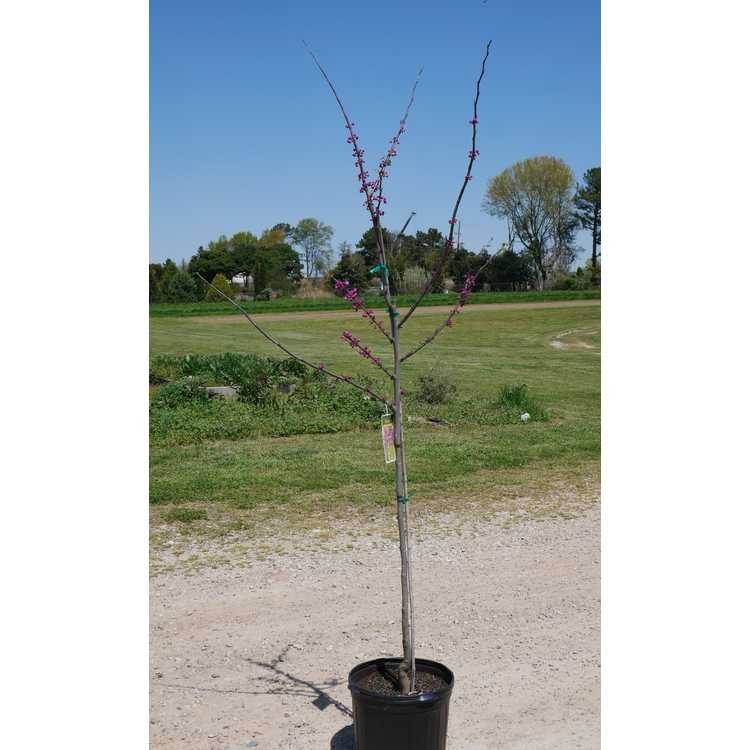 Young tree