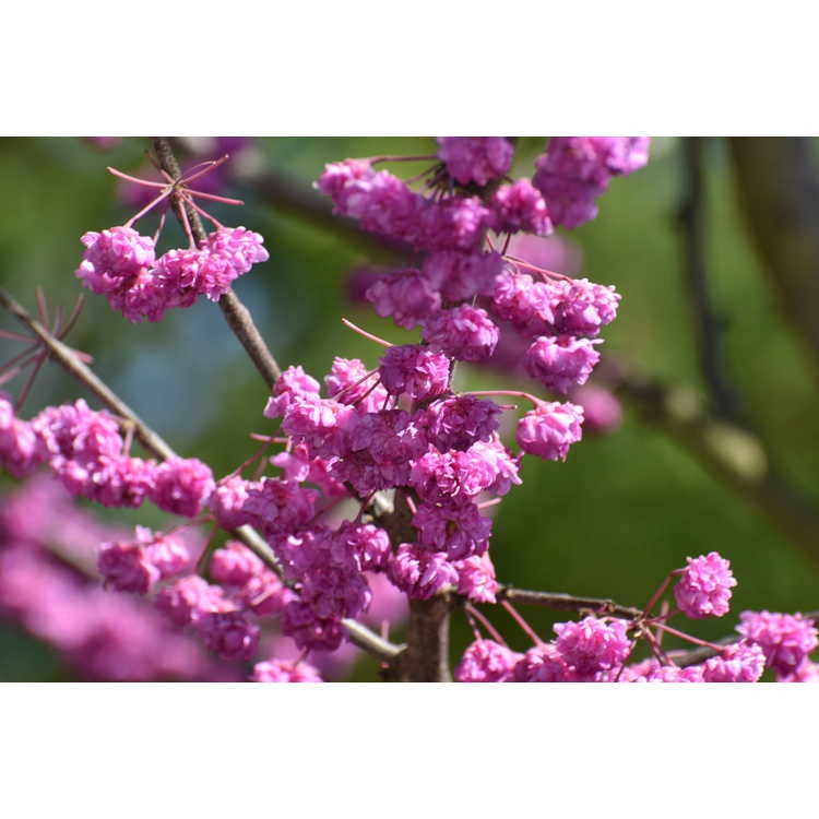 Double pink flowers