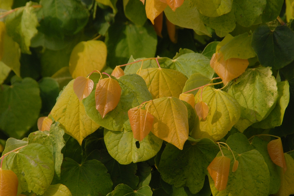 Heart-shaped chartreuse leaves.