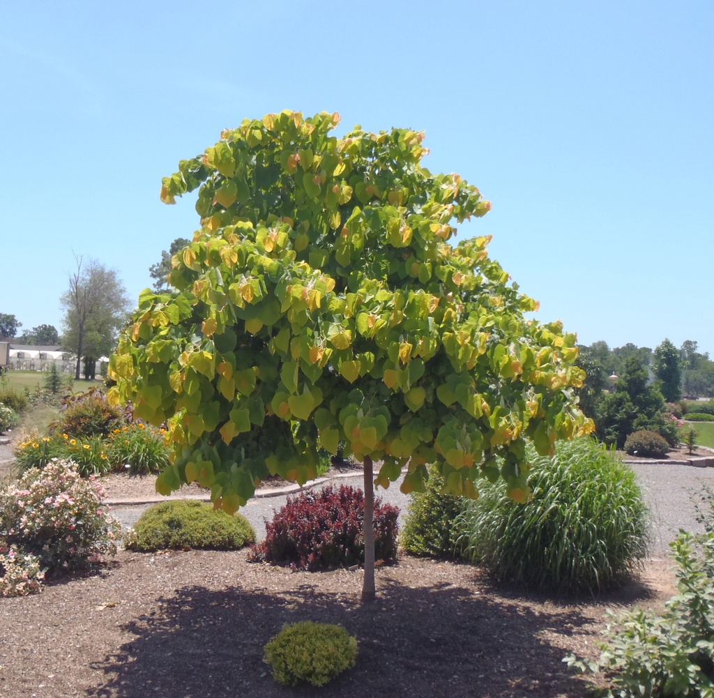 small tree with chartreuse foliage.