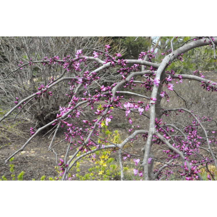Spring form