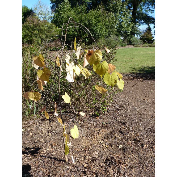 Fall form