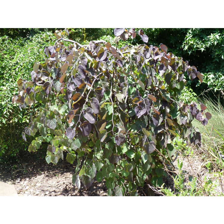 Weeping habit
