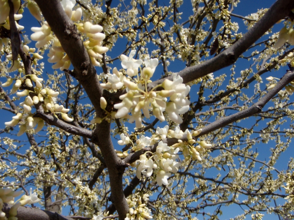 White flowers