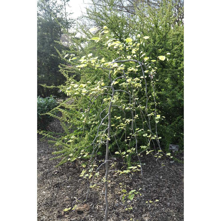 cercis canadensis 'Whitewater'