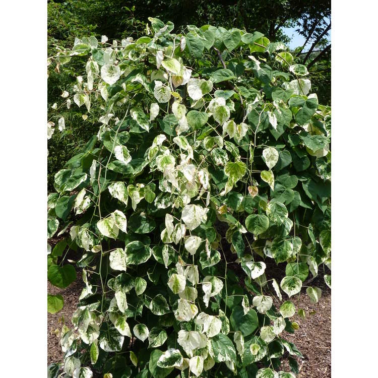 Cercis canadensis 'Whitewater'