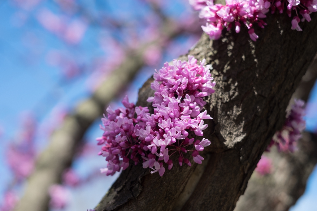 blooms emerging from the trunk