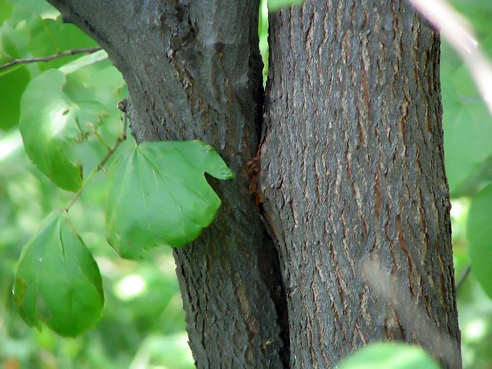 Rough brown bark