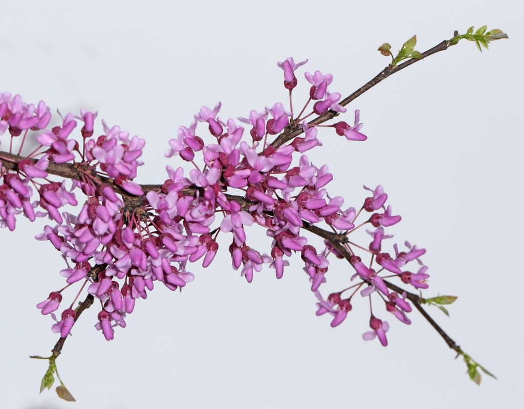 blooms and leaves emerging