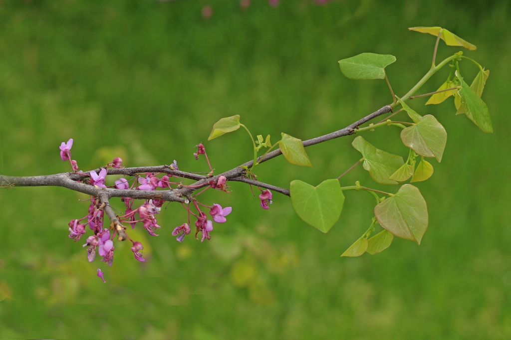 buds and new leaves