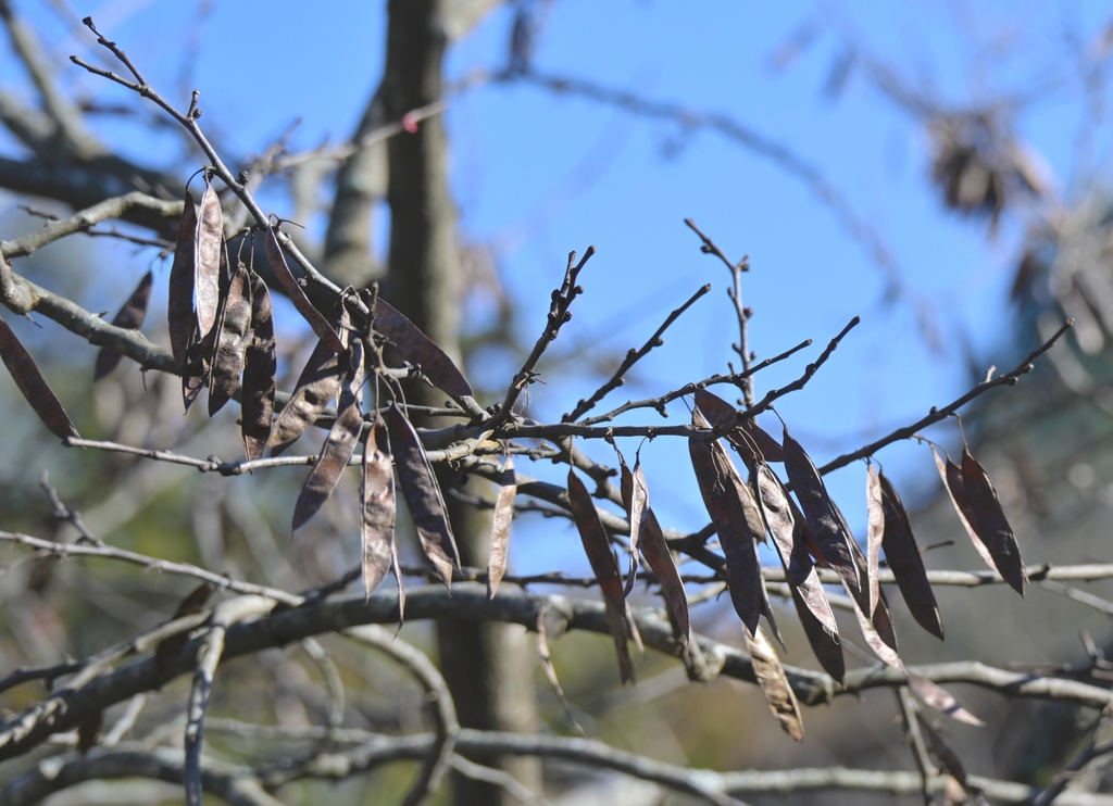 Flat, dry, brown bean-like legume pods found in January
