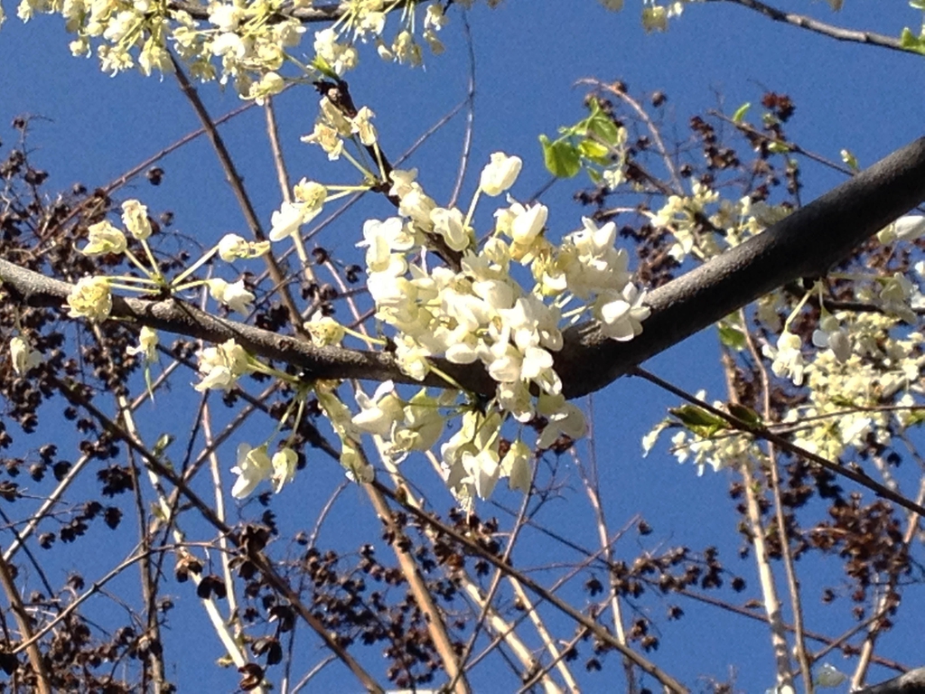 White pea-shaped flowers on bare branches.