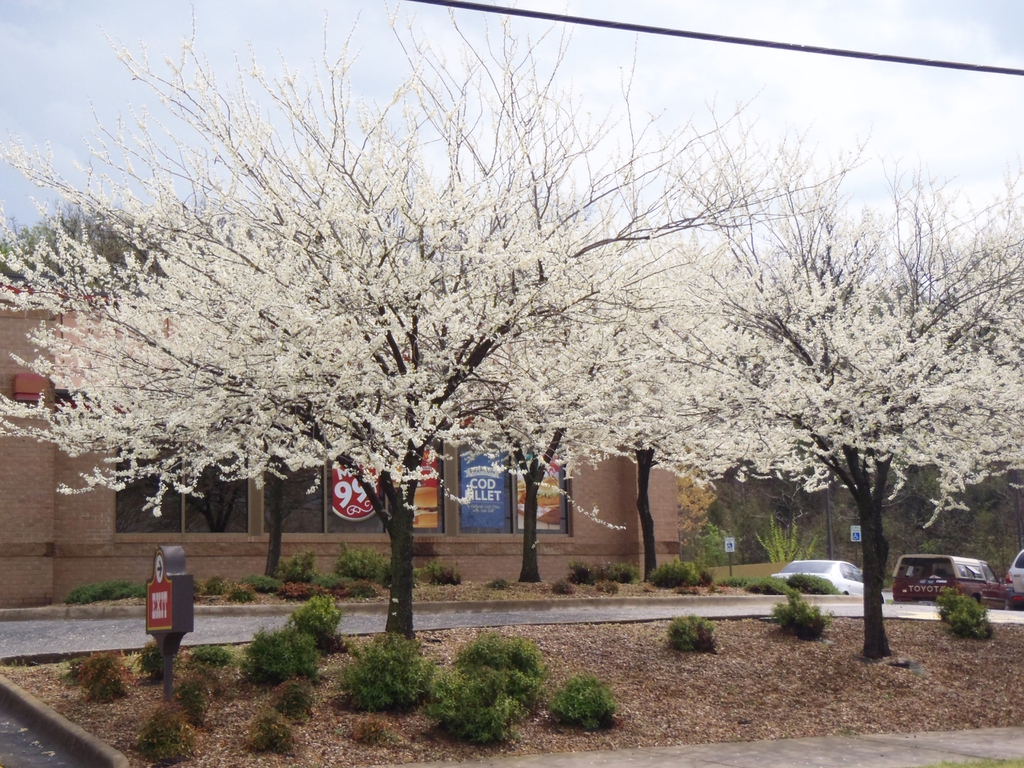 Small tree with white flowers.