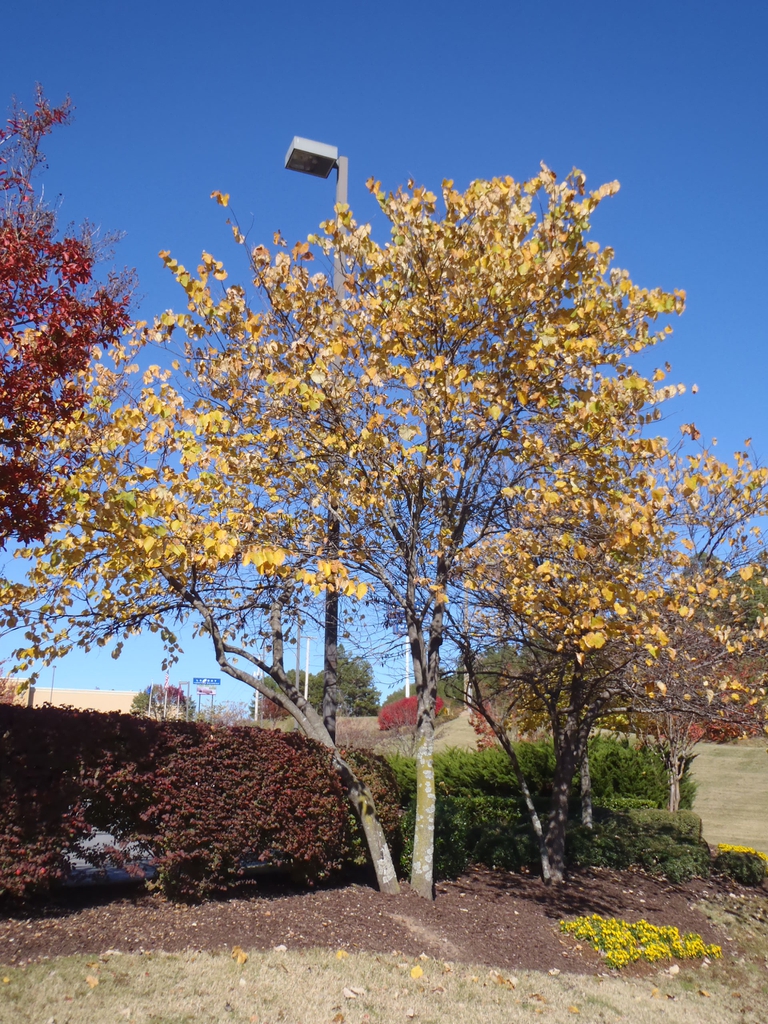 Small tree with golden yellow leaves.