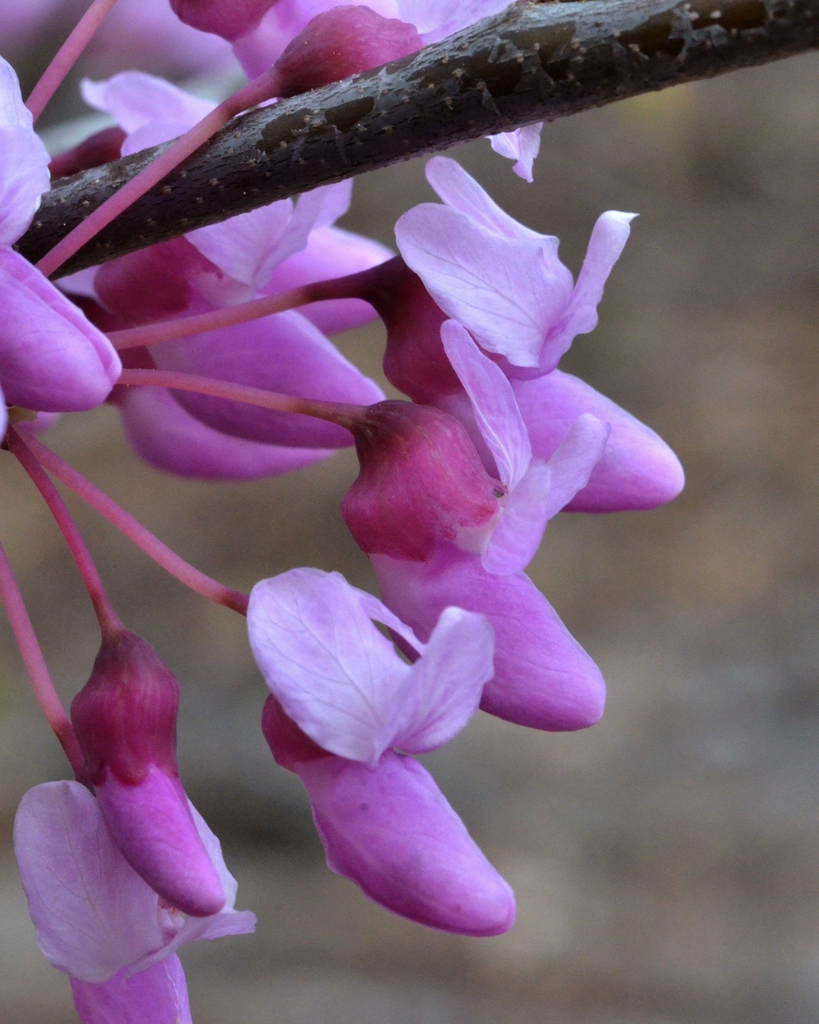 flowers close-up