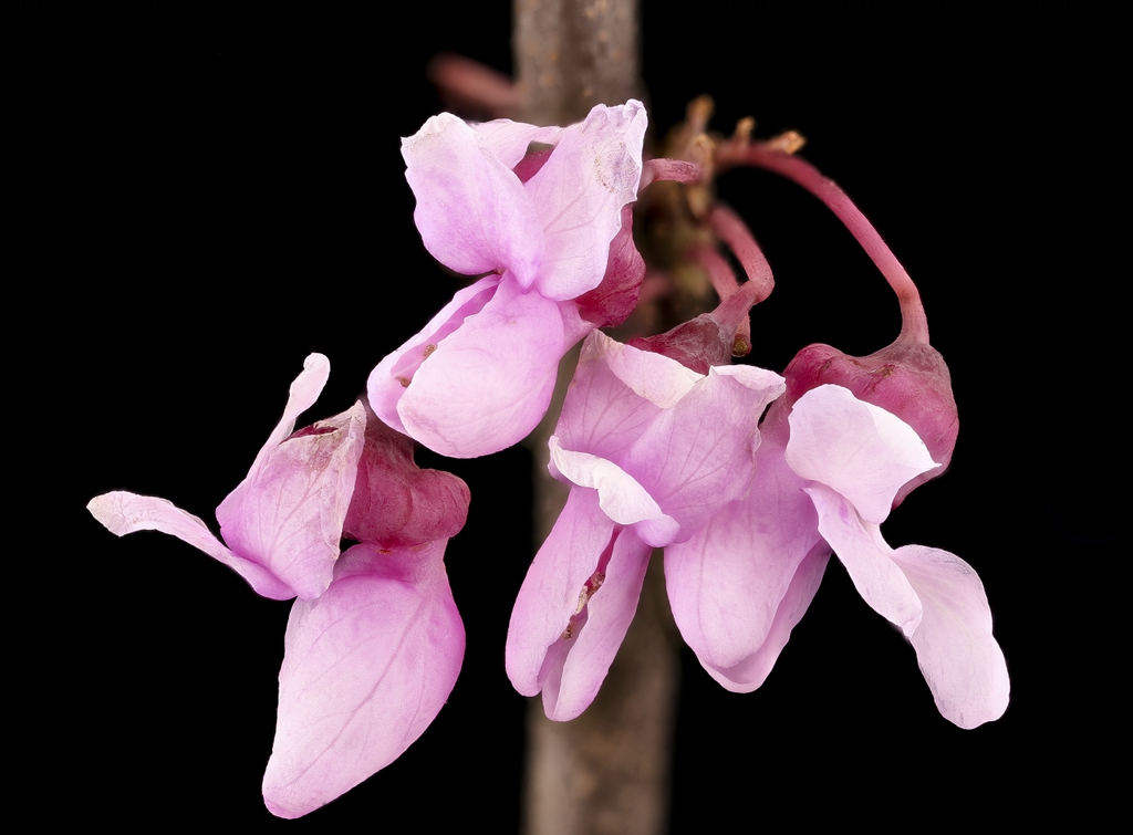 Cluster of pink, pea-shaped flowers.