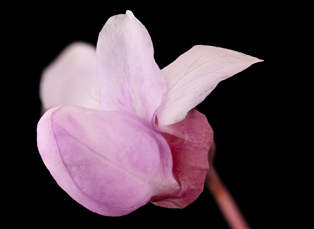 flower close-up showing typical pea-shaped flower
