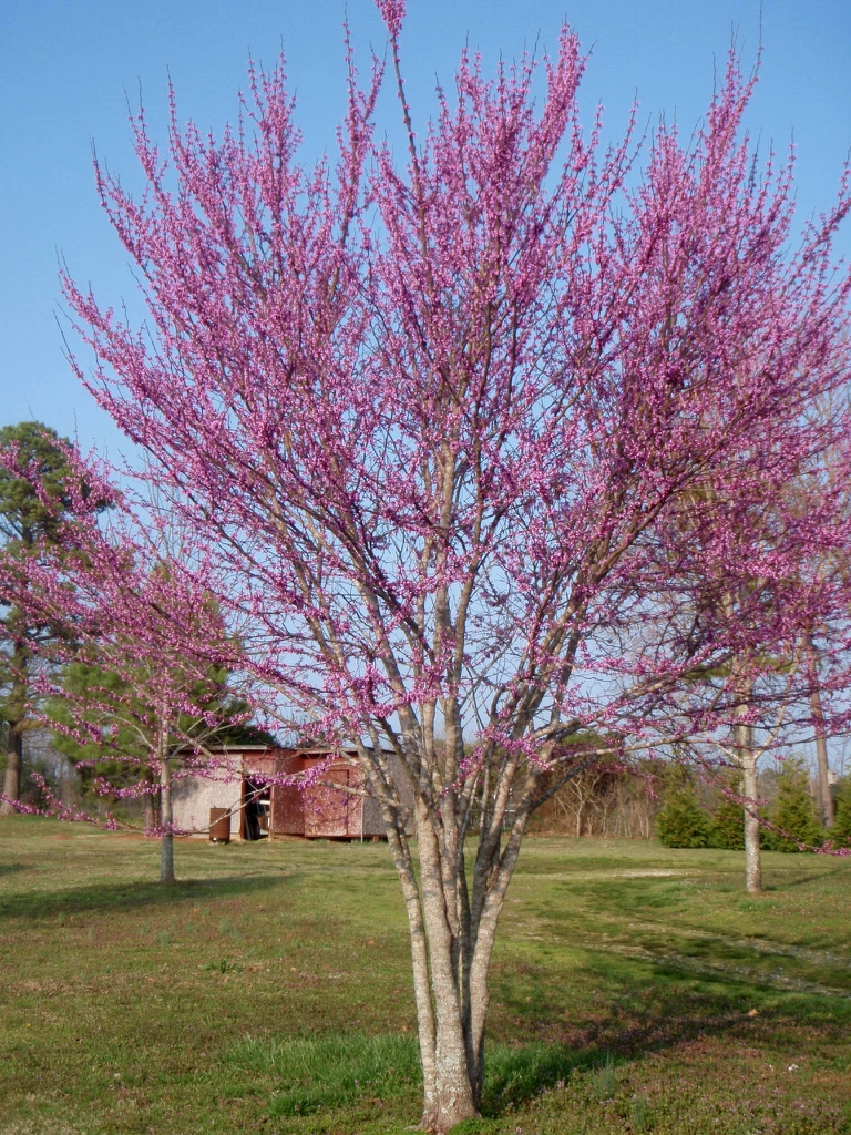Upright tree with pink flowers.