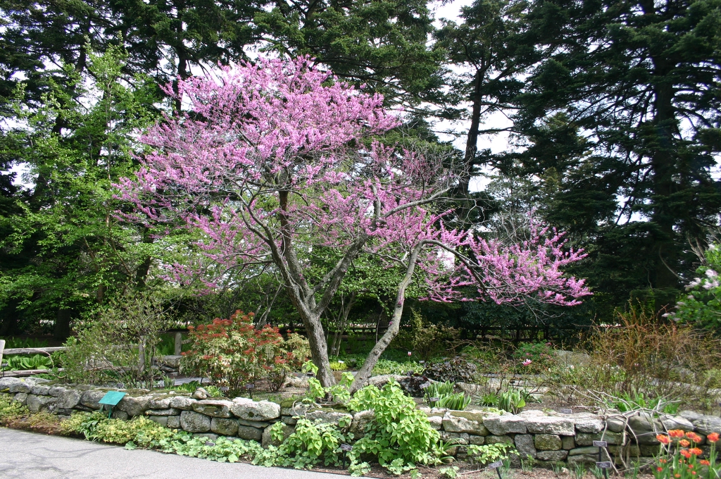 Airy, pink flowering small tree