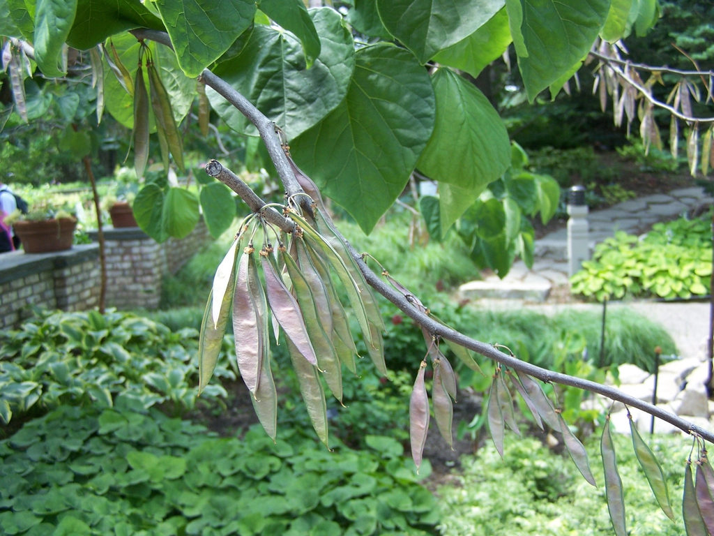 Cercis canadensis
