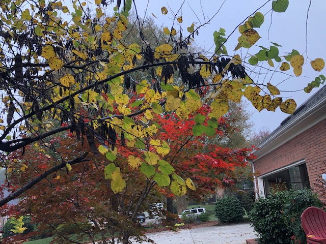 Tree with many dangling pods and yellowing foliage