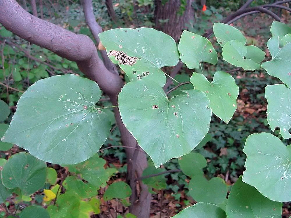 heart-shaped leaves.