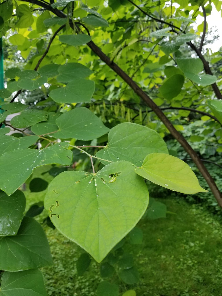 Heart-shaped leaves