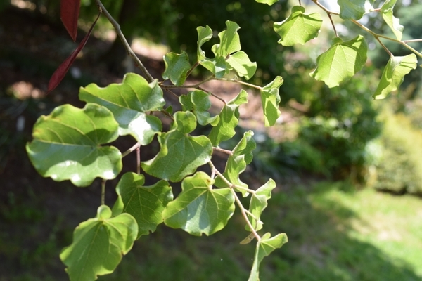 Cercis canadensis var. mexicana