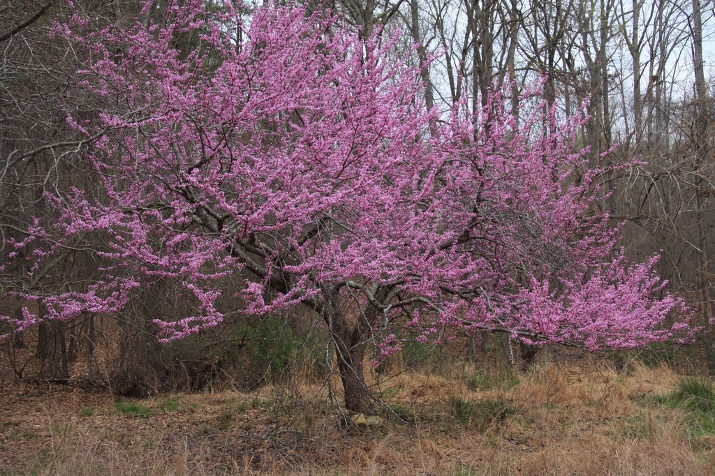 tree form with pink blooms