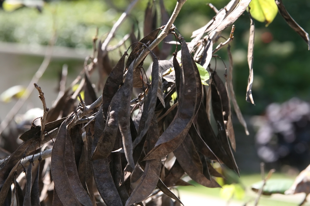 seed pods