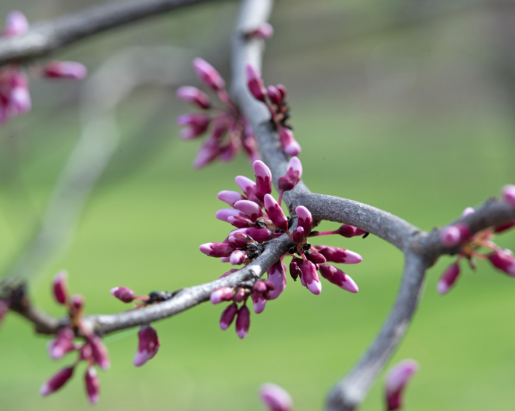 Buds