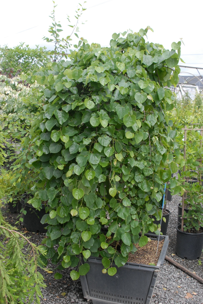 Form