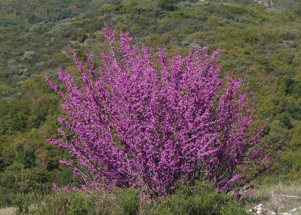 Cercis canadensis var. orbiculata