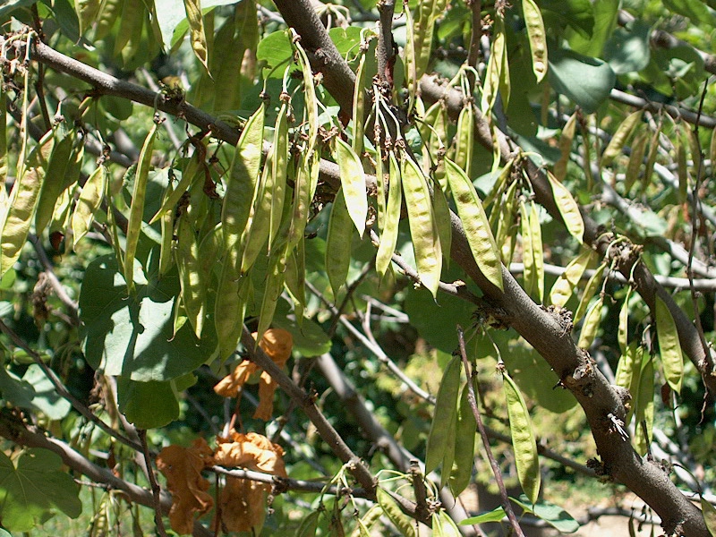 Cercis canadensis var. orbiculata