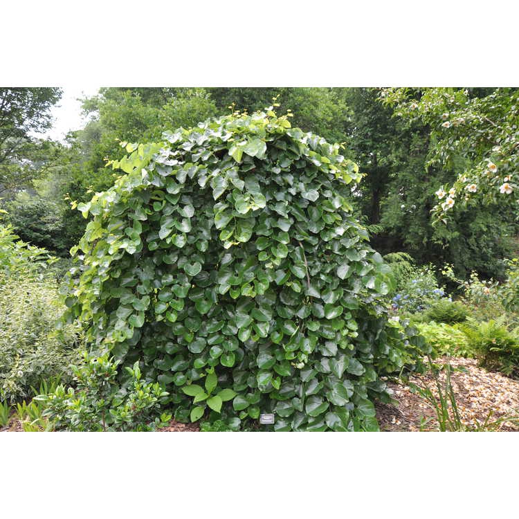 Cercis canadensis var. texensis 'Traveller'