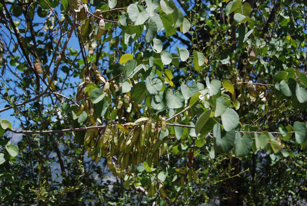 Cercis canadensis var. orbiculata