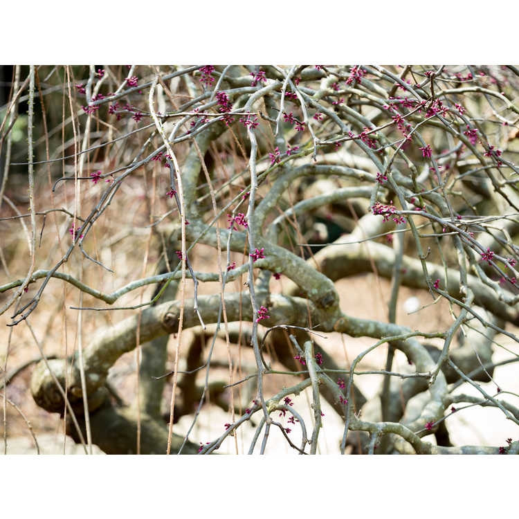 Cercis canadensis var. texensis 'Traveller'