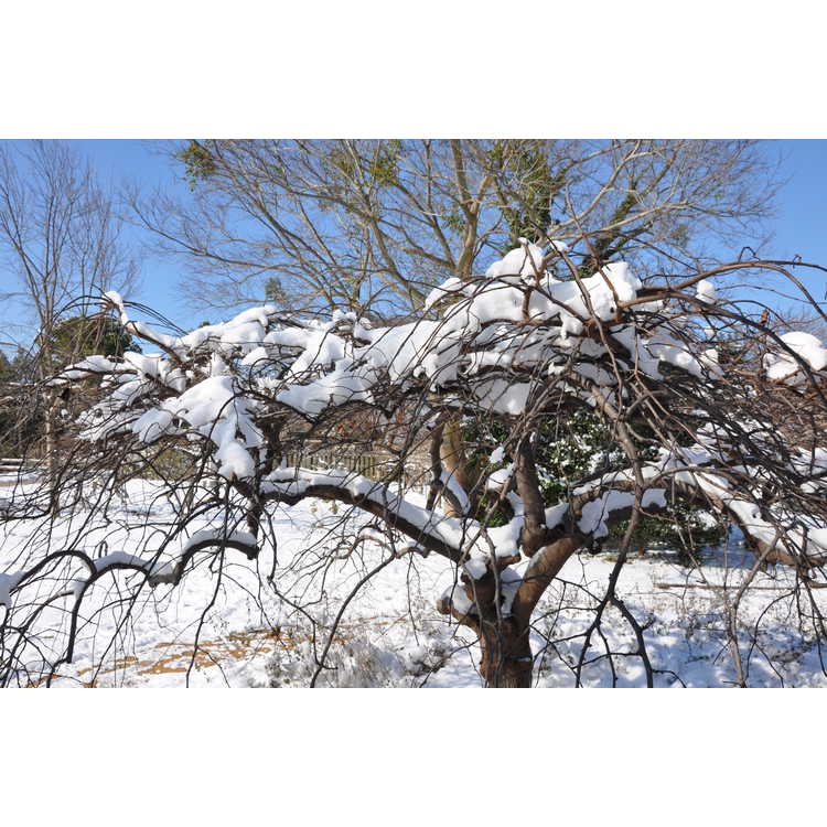 Cercis canadensis var. texensis 'Traveller'