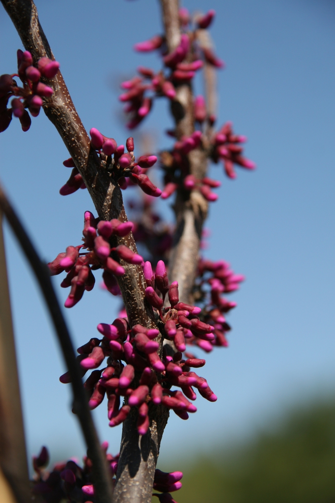 Flower buds
