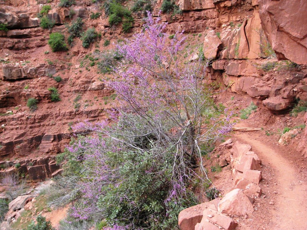 Cercis canadensis var. orbiculata