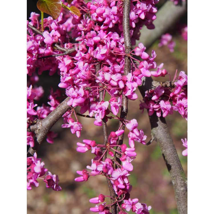 Cercis canadensis var. texensis 'Traveller'