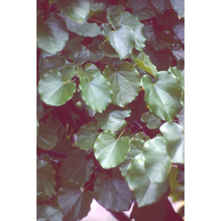 Cercis canadensis var. texensis 'Traveller'