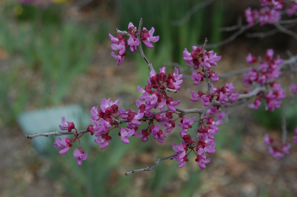 Cercis canadensis var. mexicana