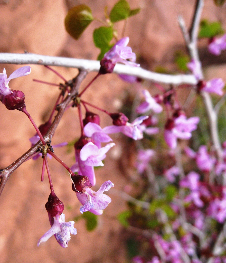 Cercis canadensis var. orbiculata