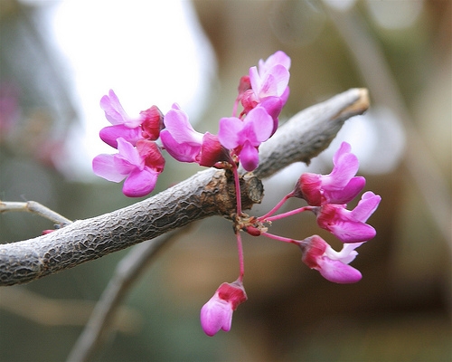 Cercis canadensis var. mexicana