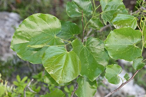 Heart-shaped leaves