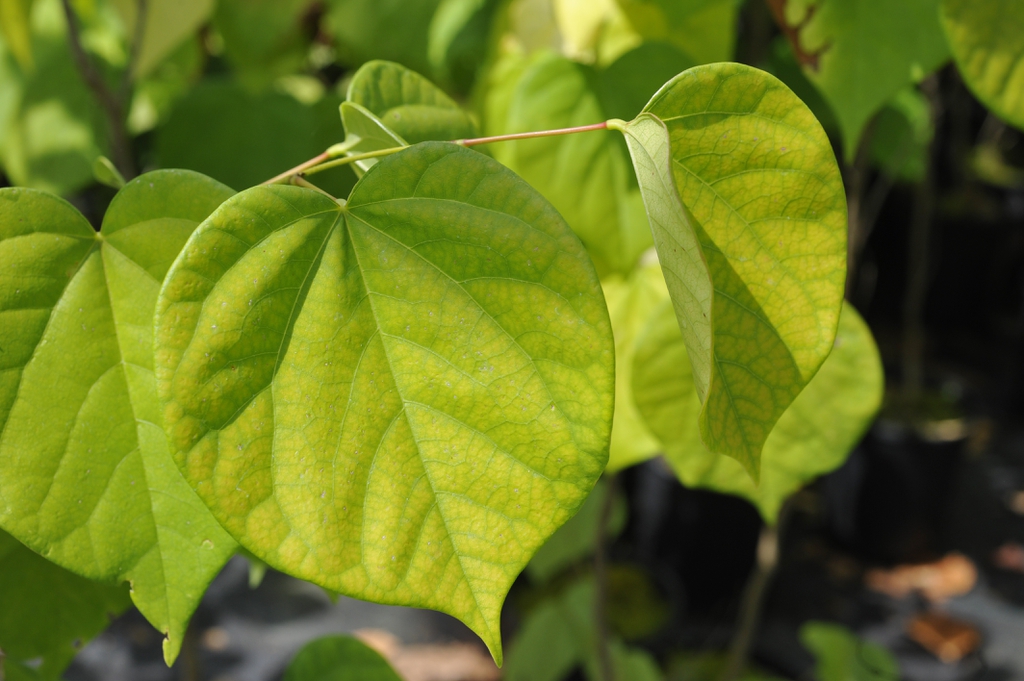Cercis chinensis
